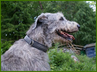 Hera poserar med sitt nya halsband. © & foto A. Broman.