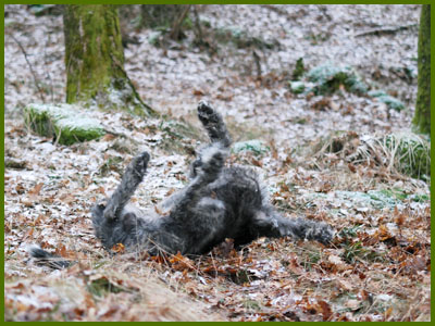 Wigge i full gång med att göra snö ängel.
