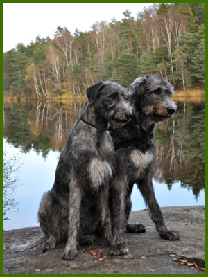 Iriz och Wigge