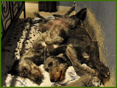 Iriz och Wigge