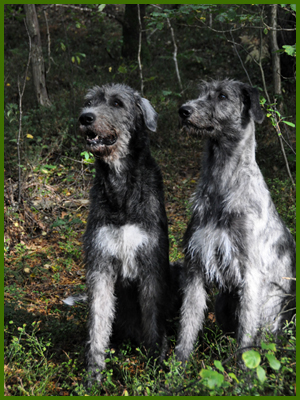 Wigge och Iriz