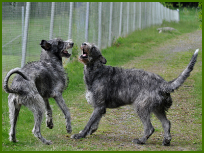 Iriz och Wigge