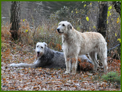 Hera och Saga