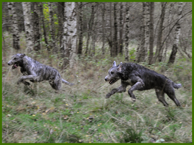 Iriz och Wigge