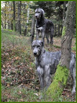Iriz och Wigge