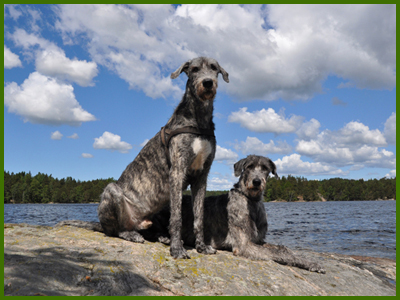 Wigge och Iriz