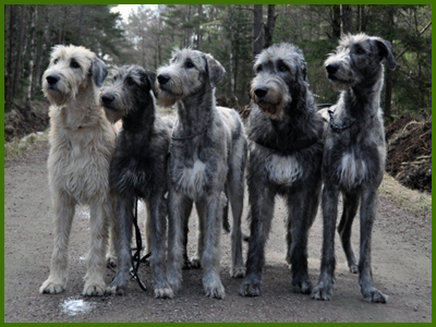 Lava, Idun, Iza, Wigge och Iriz