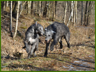 Iriz och Wigge