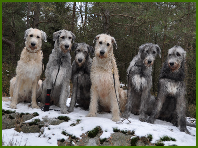 Lava, Idun, Iza, Saga, Iriz och Wigge
