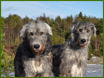 Wigge och Iriz