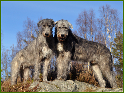 Iriz och Wigge