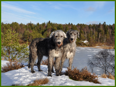 Wigge och Iriz