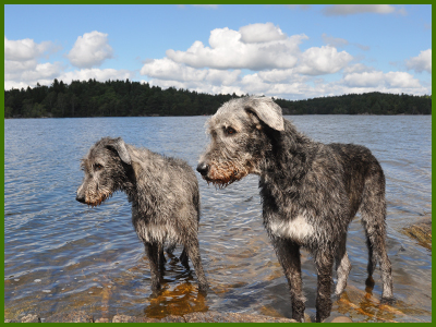 Iriz och Wigge
